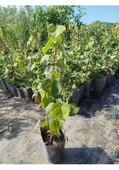 Ihlamur Ağacı Fidanı 3 Adet 50-100 Cm Tilia Tomentosa 2-3 Yaş