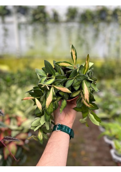 Hoya Burtoniae 'Variegata' (Mum Çiçeği) Ø12 CM Y15-20 CM