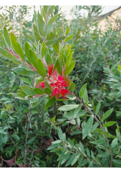 Fırça Çalısı Callistemon 5 Adet 80-100 Cm Çiçekli Peyzaj/çit Bi