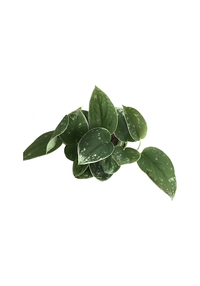 Scindapsus Pictus silver Ann - Ev Ve Ofis Bitkisi N11.5378
