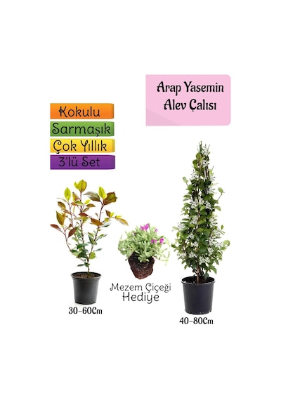 Mis Kokulu Arap Yasemini+alev Çalısı Fidanı+mezem Çiçeği Hediye 3'lü Set