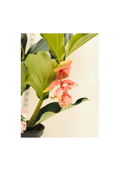 Medinella, Medine Gülü 40-50cm - 33261617