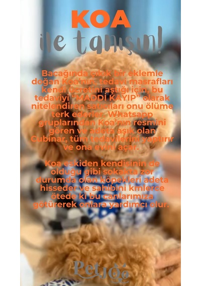 Petjoo 14.Koa Gri-Turuncu Qr'lı Köpek Künyesi