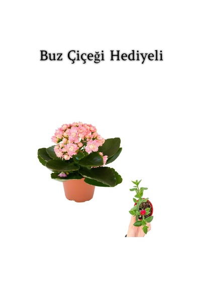 Kadınlar Gününe Özel Açık Pembe Kalanşo-emel Hanım Buz Çiçeği Hediyeli