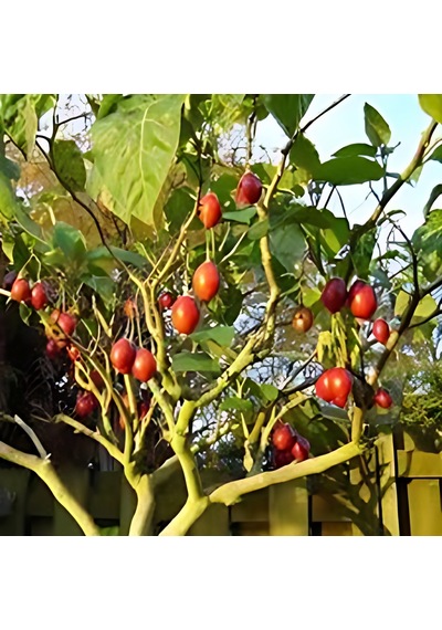 Tamarillo 70-100 Cm Tüplüdür