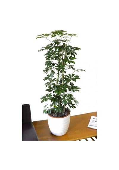 Videolu Şeflera Bitkisi 50 80 Cm 1 Adet Saksılı Iç Mekan Bitkisi Schefflera