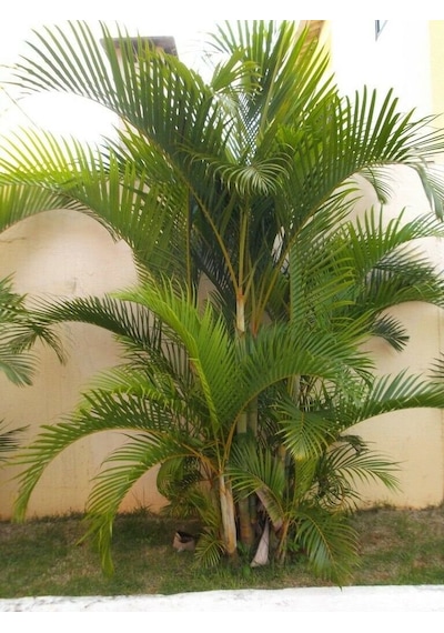 Palmiye Fidanı 50 60 Cm
