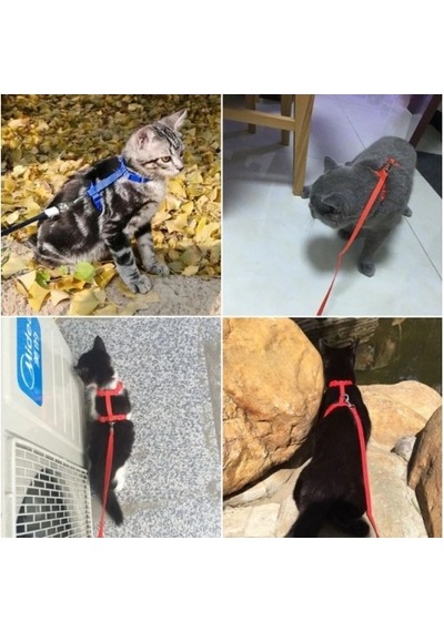 120cm Mavi Kullanıma Uygun Kedi Tasması Diğer