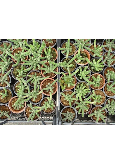 Yılan Kaktüs 5 Adet- Chamaecereus Silvestrii
