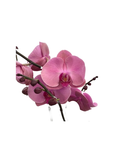Phalaenopsis 'kumi' Pembe Orkide Ø12 Cm 70-80 Cm