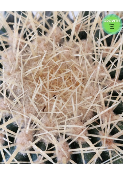 Echinocactus Grusonii Altın Fıçı Kaktüs 1 Adet