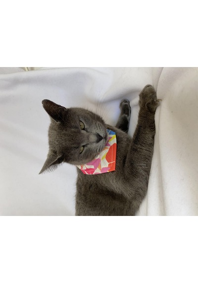 Kemique Autumn Bandana Fular Kedi Kıyafeti