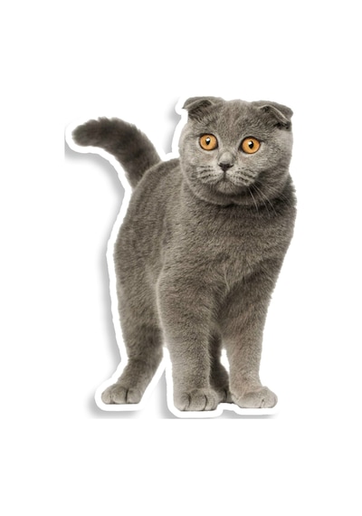 Iskoç Fold Kedi Araba Sticker Etiket Yapıştırma 18Cm