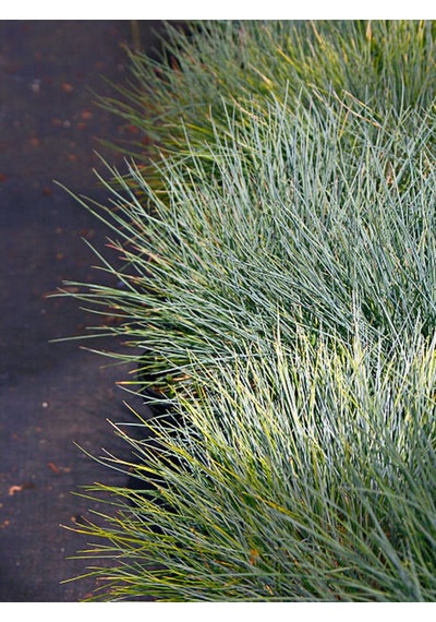 Favori Ürün Bahçe Dekoratifi Mavi Çim 10 30 Cm 3 Adet Saksılı Dış Mekan Bitkisi Blue Fescue