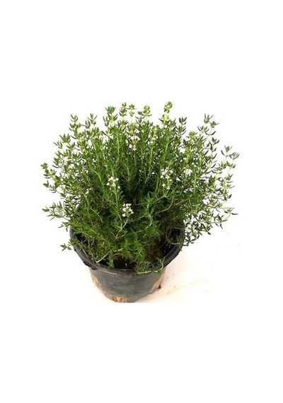 Kekik Nane Itır Üçlü Bitki Seti 3 Lü Set 10-20 Cm Aromatik