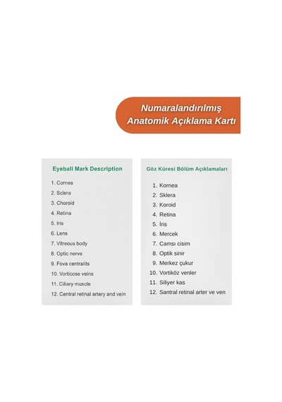 Temel 3 Boyutlu Anatomik Göz Modeli, Çıkarılabilir Parçalı Göz Küresi Maketi, Stantlı Eğitim Modeli