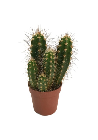 Neocardinazia Herzogiana (Kaktüs) Ø8,5 CM Y10-15 CM