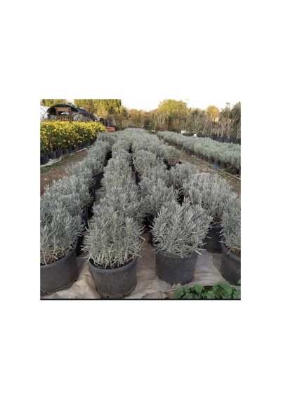 Lavanta Fidanı Angustifolia 10 Luk Saksıda 10-20 Cm