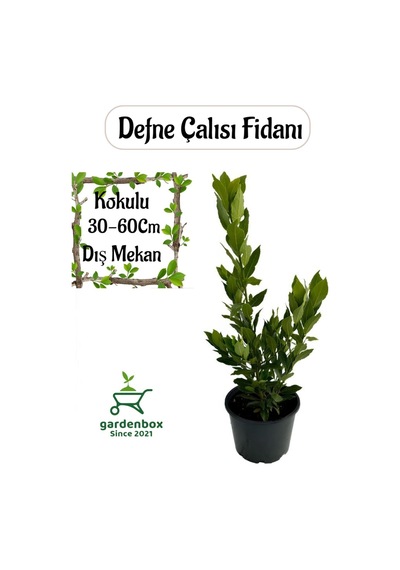 Defne Çalısı Fidanı Kokulu 1 Adet Saksıda Laurus