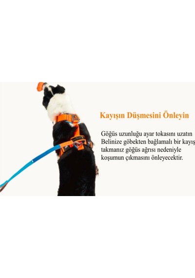 Interlaken H Koşum Takımı Ped Tipi Turuncu Mavi Göğüs Tasması S Mavi - Turuncu