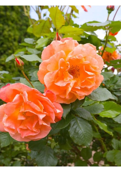 Sarmaşık Gül Turuncu Renkli 60 80 Cm 1 Adet Saksılı Aşılı Gül Orange Rose