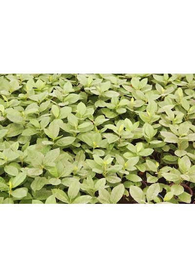 Aronya Fidesi 5 Adet