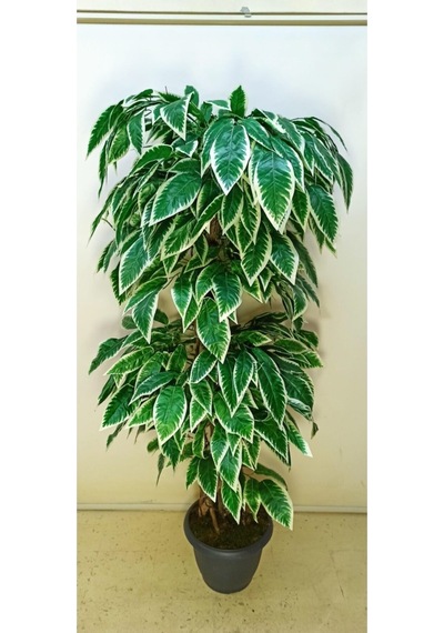Cihan Çiçekçilik Yapay Ağaç Ceviz Yaprak 170cm Yeşil