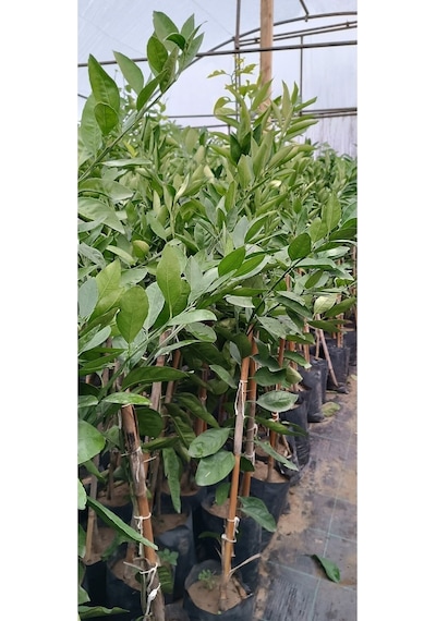 Üçlü Narenciye Turunçgiller Paketi Mandalina-limon-portakal