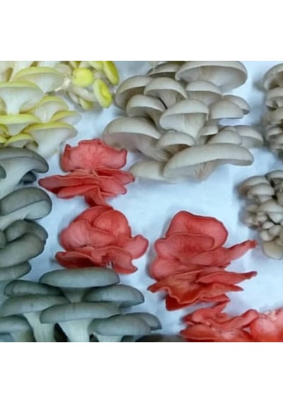 2000 Adet İstiridye Kavak Mantarı Tohumu
