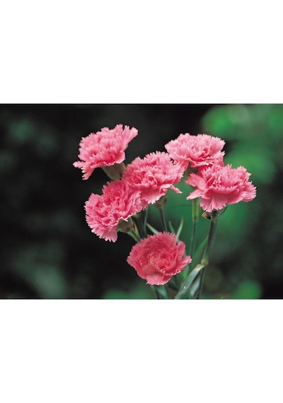 Videolu 1 Adet Kokulu Pembe Karanfil Çiçeği 20-30 Cm Tüplü Çiçekli Bodur Bitkiler Carnation