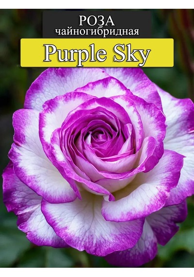 "purple Sky" Gül Fidanı