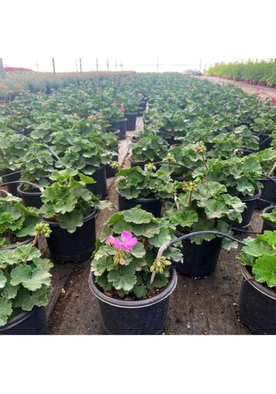 Sardunya Çiçeği Fidanı - Pelargonium - Pembe Renk 10-20 Cm