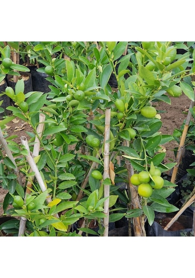 3 Yaş Aşılı Limonkamkat Tavaresquat Fidanı. Torbada