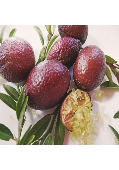 Tüplü 2 Yaş Avusturalya Blood-Kırmızı Lime Limon Fidanı