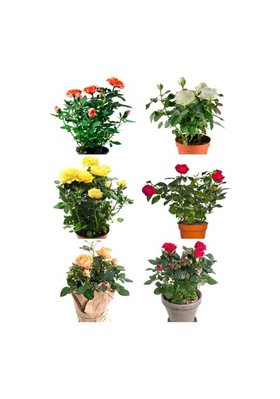 Videolu Yediveren Gül Seti 50 60 Cm 5 Adet Sarı Kırmızı Beyaz Pembe Turuncu "multiflora Rose"