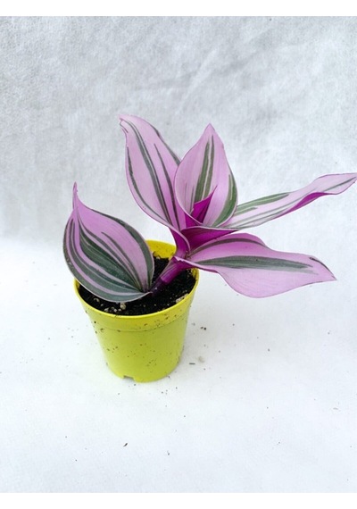 Serada Decor&plant Pembe Telgraf Çiçeği Tradescantia Nanouk 5.5 Cm Saksı