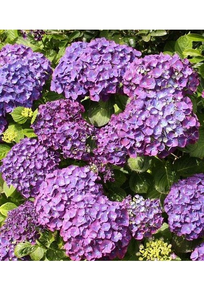 Ortanca İthal 25-40 Cm Saksıda