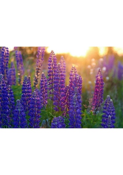 Tohum Dünyam 5 Adet Lupin Blue Flame Giant Tohumu