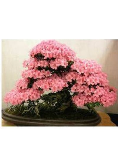 5 Adet Bodur Bonsai Pembe Erguvan Ağacı Bonzai Tohumu + To