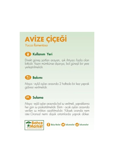 Yuka Avize Çiçeği Bitkisi 2 Gövdeli Çap 21 Cm Boy 60 80 Cm