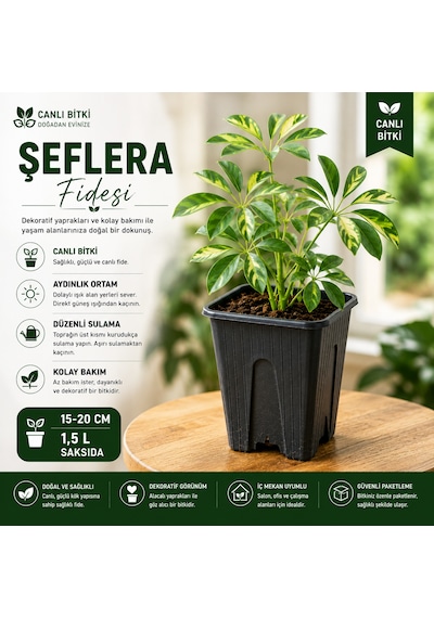 Alacalı Şeflera Fidesi 15-20 Cm 1,5 L Saksıda Canlı İç Mekan Bitkisi