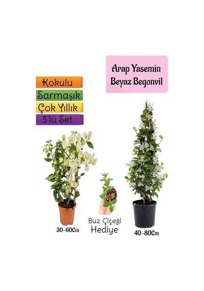 Kokulu Arap Yasemini+beyaz Begonvil+buz Çiçeği 3'lü Bahçe Seti