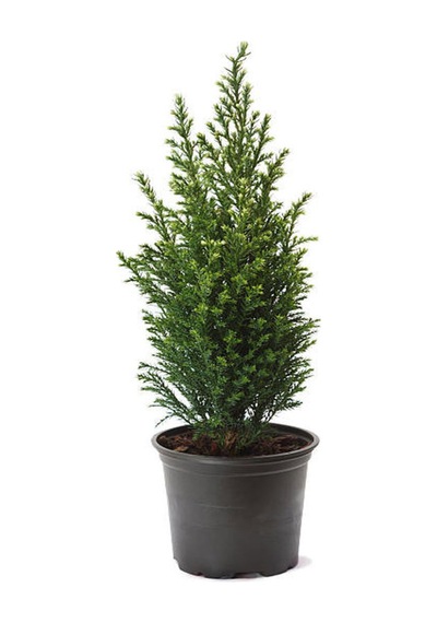 Mavi Çim 1 Adet Saksılı 10-20cm +limon Çamı 30-60cm 1adet Bahçe Seti