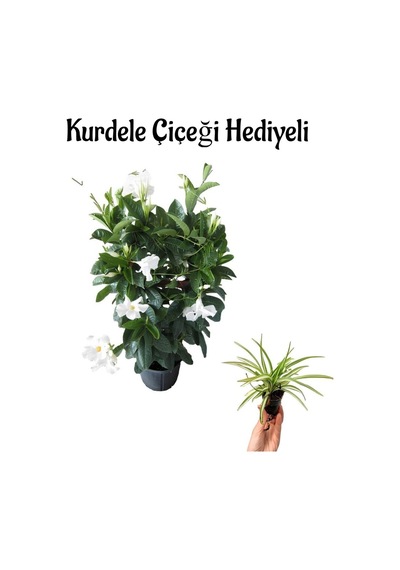 Mis Kokulu Beyaz Renk Mandevilla Çiçeği Sevgililer Gününe Özel Kurdele Çiçeği Hediyeli