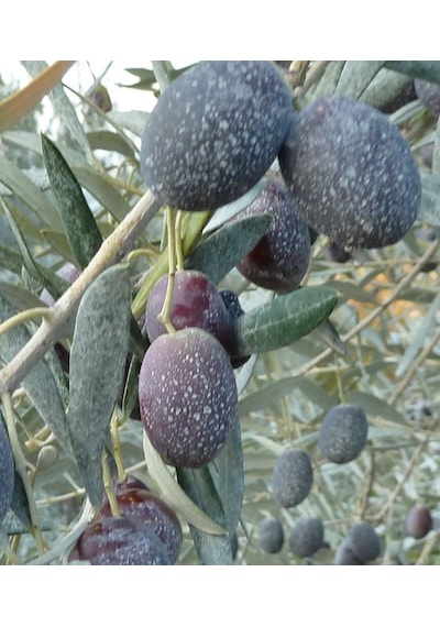 Kaokil Tarımsal Kaolin Kili 25 KG