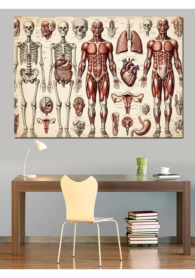 İnsan Anatomisi Ve İskelet Sistemi Dekoratif Kanvas - Mdf Ahşap Tablo