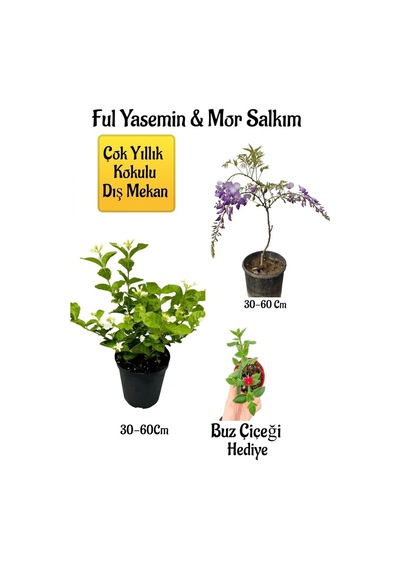 Kokulu Ful Yasemin Çiçeği+mor Salkım Ağacı Fidanı Buz Çiçeği Peyzaj Seti