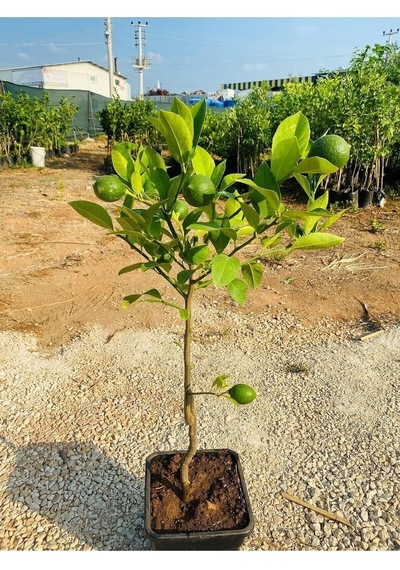 Saksılı Bodur Limon Fidanı, 2 Yaş, Meyve Veren Mayer Limon Ağacı Fidesi