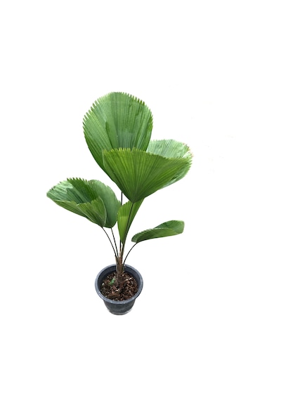 Licuala Grandis (Yelpaze Palmiyesi) Ø17 CM Y60-70 CM