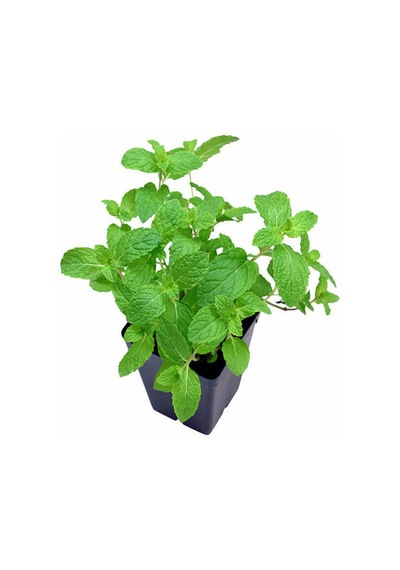 Videolu Mini Saksıda Nane Fidesi 1 Adet Saksılı/ Tüplü 10-15 Cm Mentha